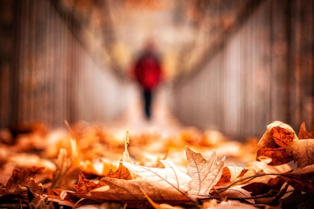 Foto close-up di foglie di acero secche sul campo durante l'autunno