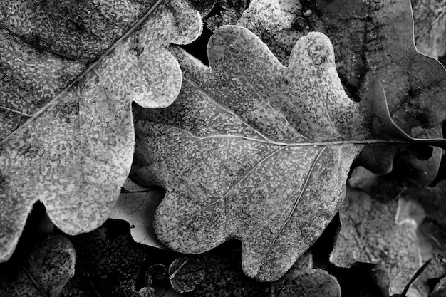 Photo close-up of dry maple leaves on field