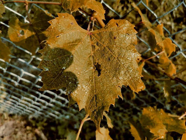 Close-up of dry maple leaves on tree