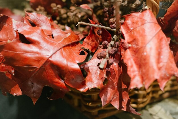 Close-up of dry maple leaves