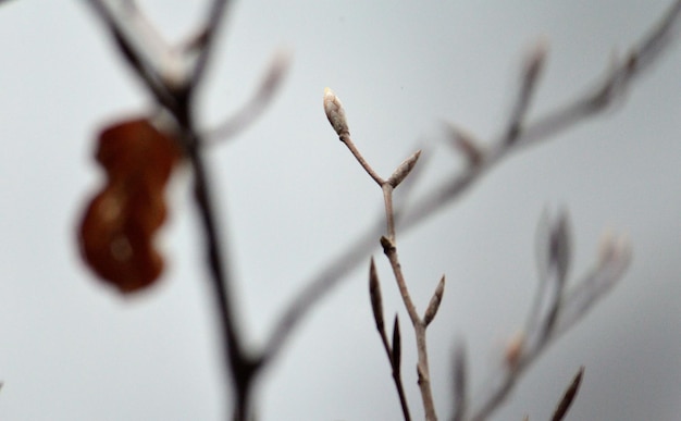 Foto prossimo piano dell'impianto asciutto durante l'inverno