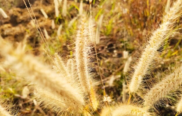 畑の乾燥した植物のクローズアップ