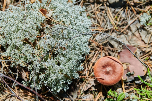 Photo close-up of dry plant on field