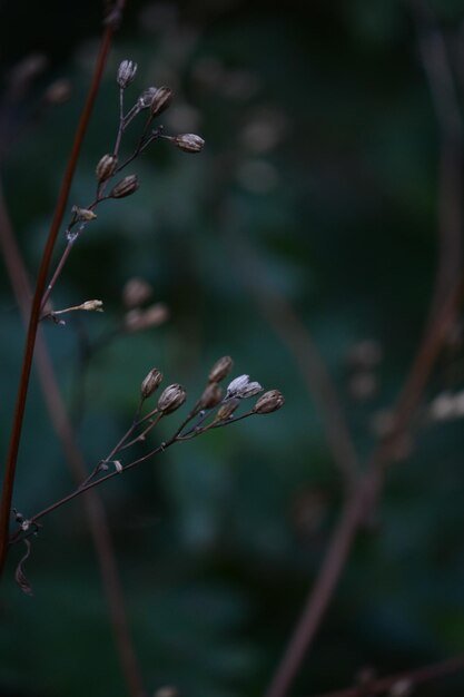 Photo close-up of dry plant on field