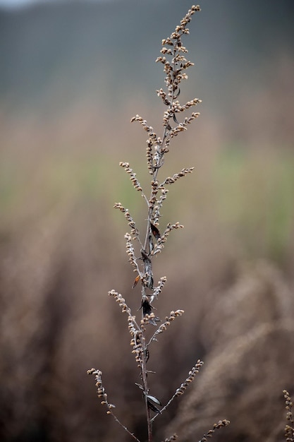 close-up of dry plant on field
