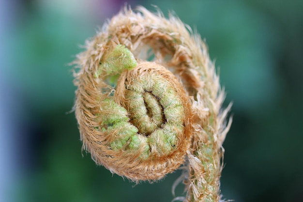 Photo close-up of dry plant outdoors