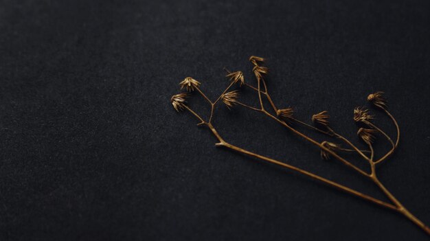 Photo close-up of dry plant on table against black background