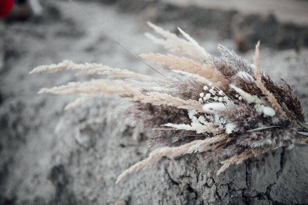 Close-up of dry plant during winter