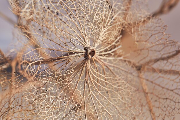 Photo close-up of dry plant