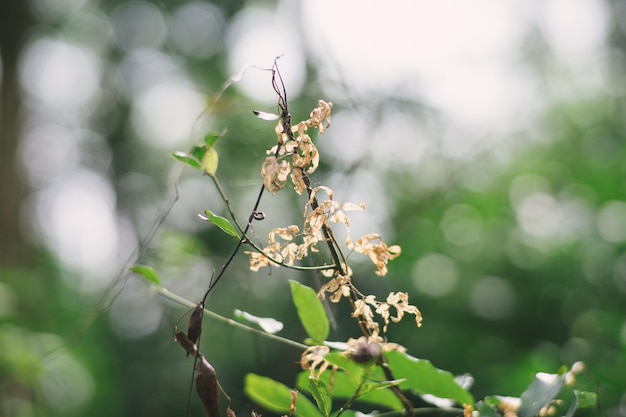 Close-up of dry plant