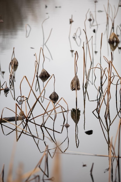 Close-up of dry plants against lake