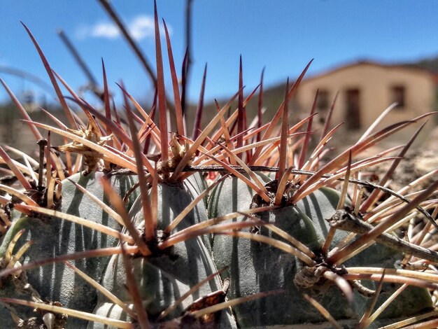 Foto close-up di piante secche sul campo contro il cielo