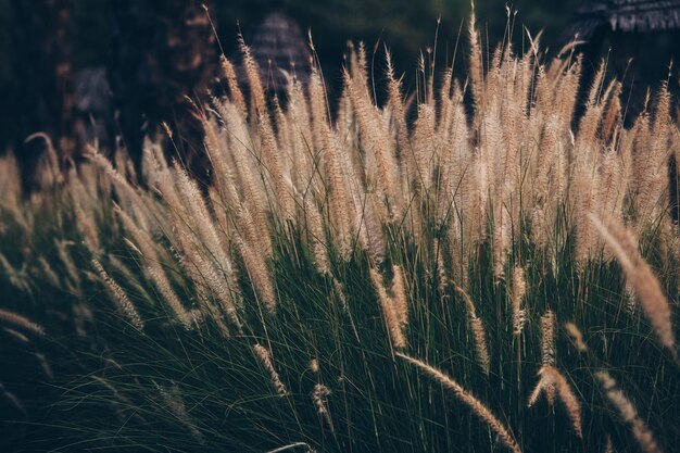 Photo close-up of dry plants on field