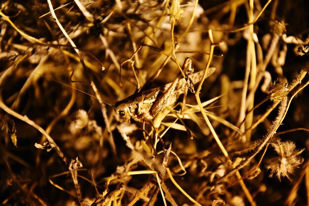 Close-up of dry plants on field