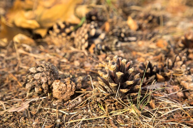 Close-up of dry plants on field