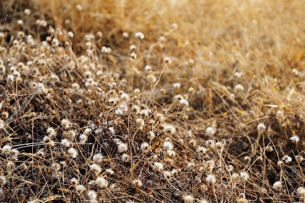 Close-up di piante secche sul campo