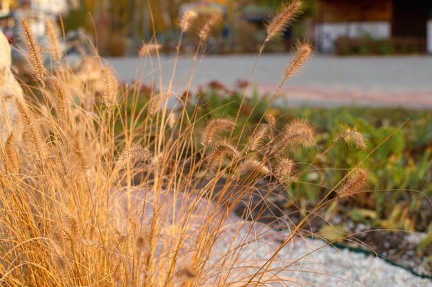 Close-up of dry plants on land