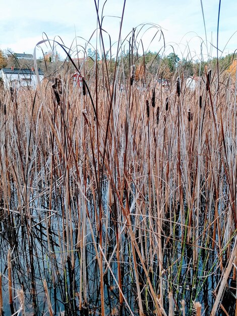 Close-up of dry plants on land