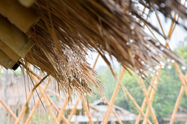 Close-up of dry plants on roof