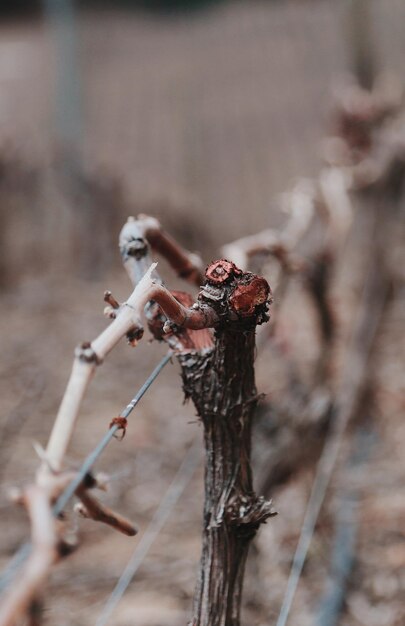 Photo close-up of dry plants