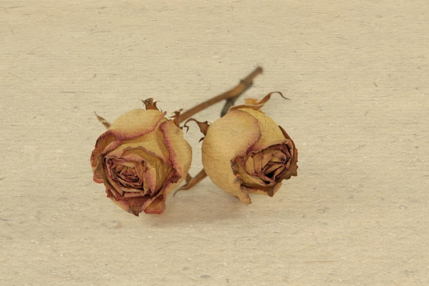 close-up of dry roses on table