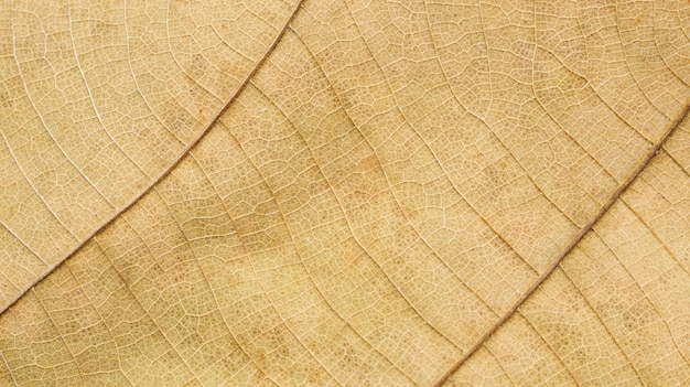 Close up of dry Teak leaves for a background.