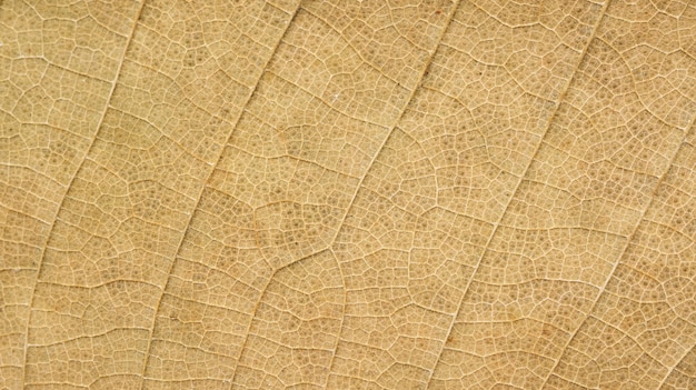 Close up of dry Teak leaves for a background