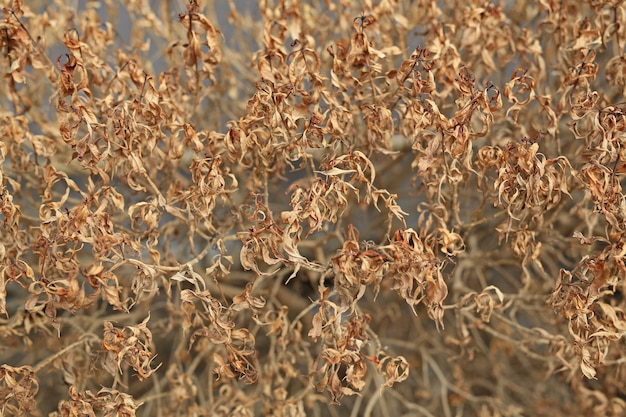 Close up dry tree leaves and bushes background.