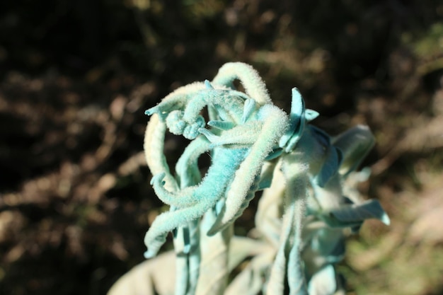 Foto close-up di un fiore di erbaccia secca all'aperto