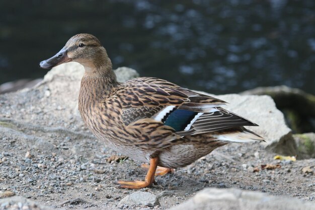 Photo close up of duck in aden park