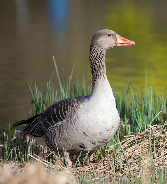 Foto close-up di un'anatra vicino al lago