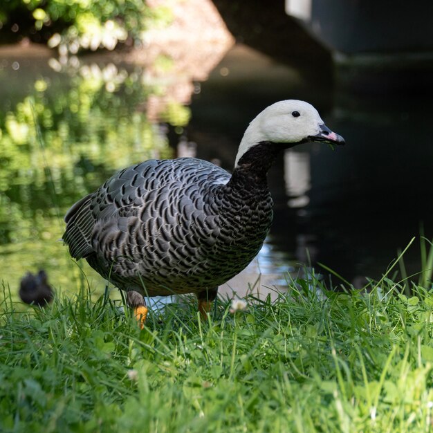 Close-up of duck on field