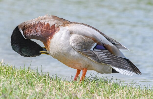 Photo close-up of duck on field