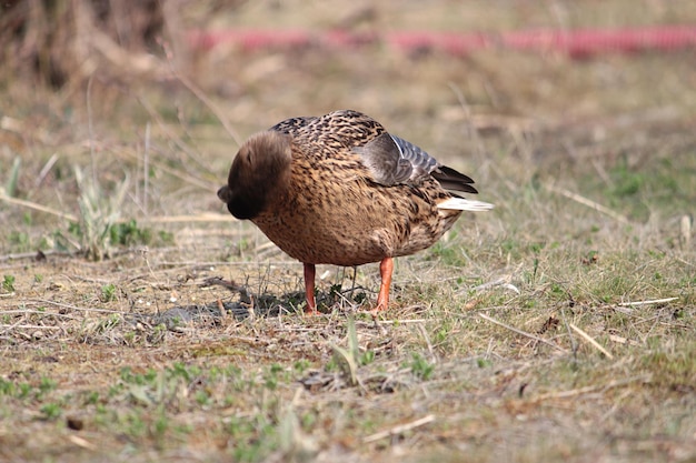 Foto close-up di un'anatra sul campo