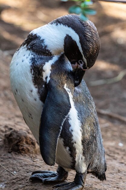 Close-up of duck on field