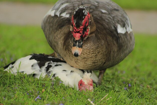 Foto close-up di un'anatra sul campo