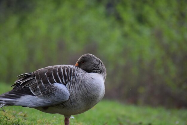 Foto close-up di un'anatra sul campo