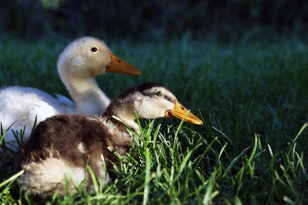 Photo close-up of duck on field