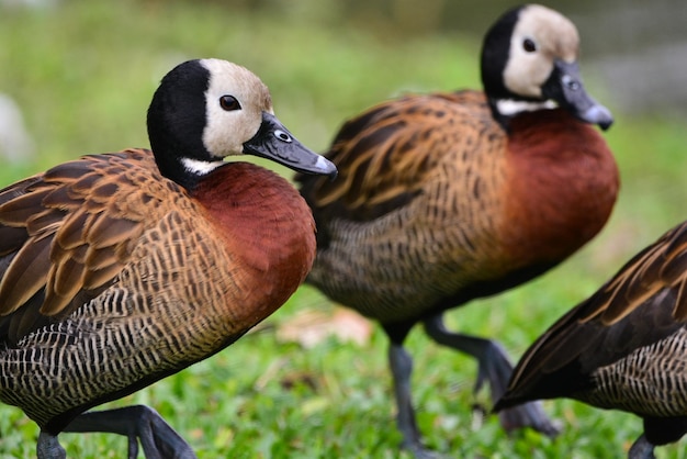 Photo close-up of duck on field