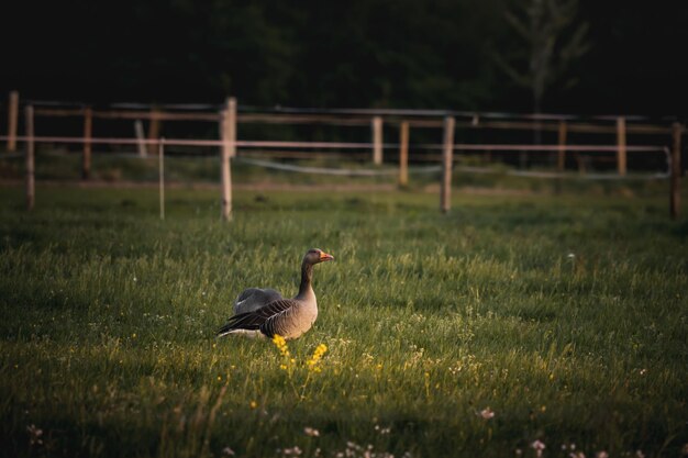 Photo close-up of duck on field