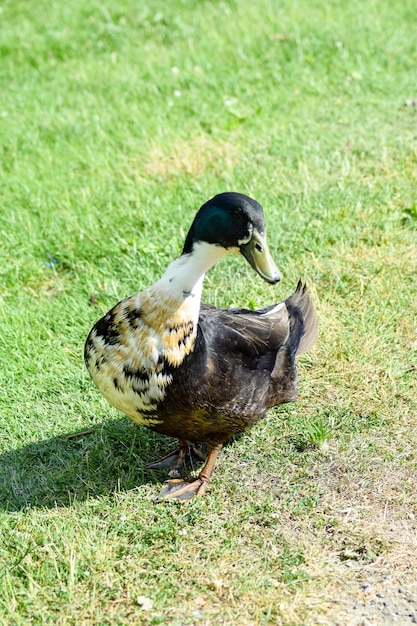 Close-up of duck on field