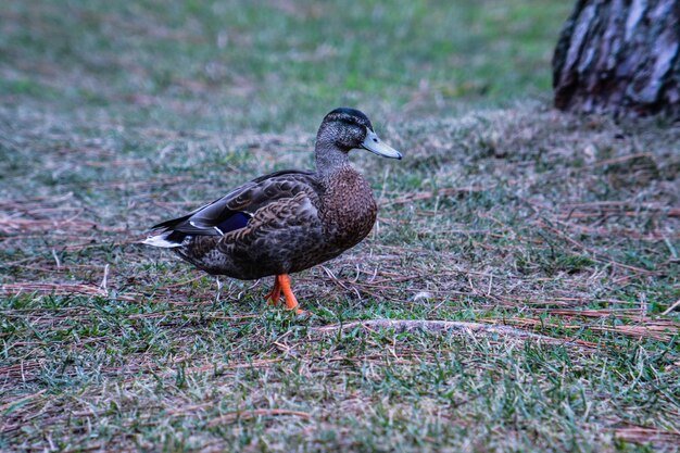 Close-up of duck on field