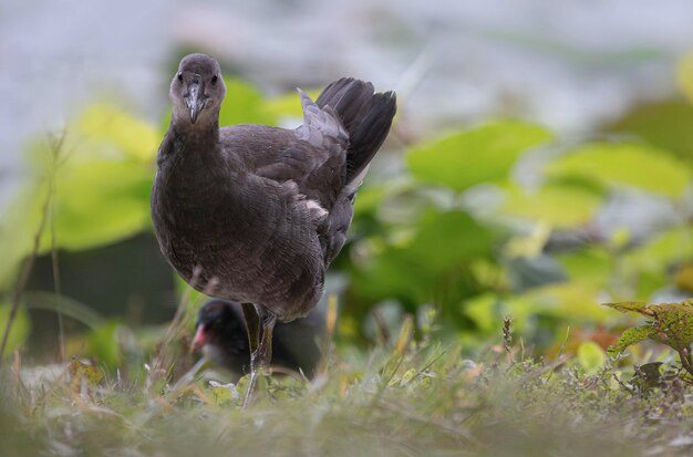 Close-up of duck on field