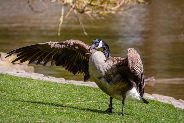 Close-up of duck on field