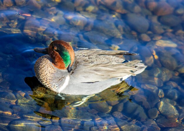 Foto close-up di un'anatra che galleggia sul lago