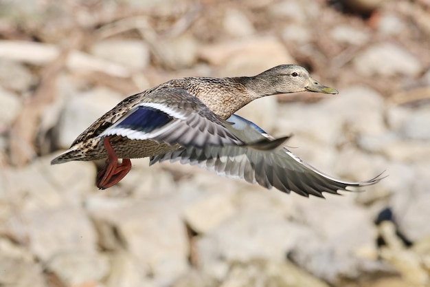 Close-up of duck flying