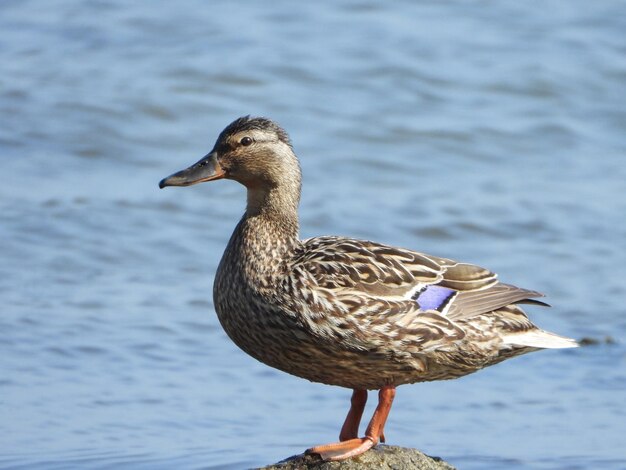 Close-up of a duck in a lake