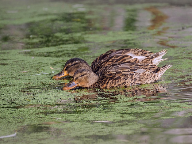 Photo close-up of a duck in a lake