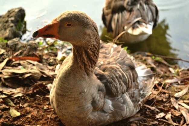 Photo close-up of duck in lake