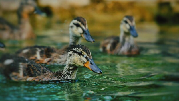 Close-up of duck in lake